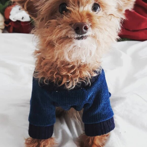 🐩 Clothes and Accessories for Dog Size S or XS  - Post 1 of 2 - Picture 8 of 16